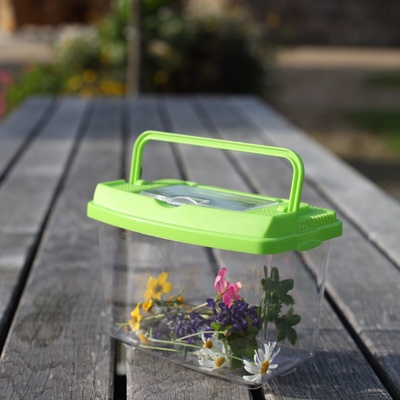 Caja de Estudio de Insectos